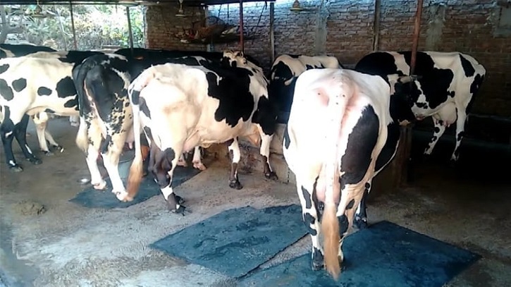 Natore Sees Surge in Milk Output as Farms Expand
