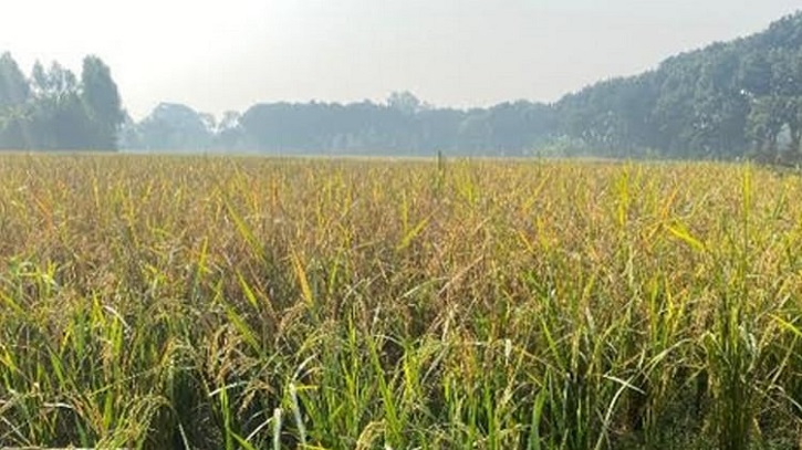 Munshiganj Farmers See Strong Aman Yield This Season