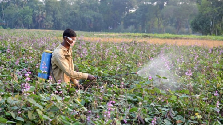 Experts Warn of Rising Pesticide Risks in Bangladesh