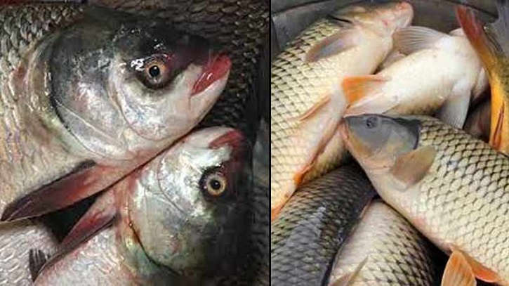 Experts Warn of Severe Fish Diseases in Local Ponds