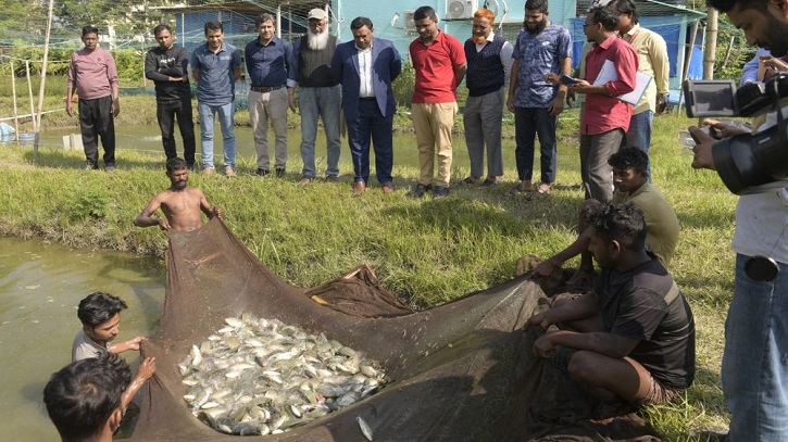 এরেটরের সঠিক ব্যবহারে মাছ উৎপাদন দ্বিগুণ, নোবিপ্রবির গবেষণা