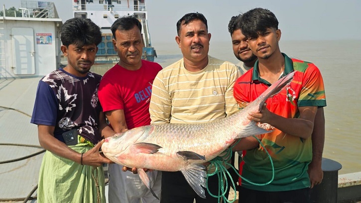 গোয়ালন্দে পদ্মার ১৯ কেজির কাতল ৫৫ হাজারে বিক্রি