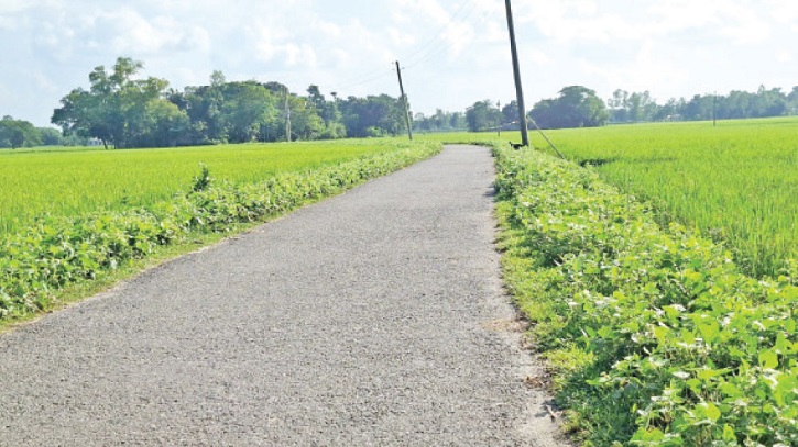সড়কের দুই পাশের পতিত মাটিতে মাষকলাই চাষে লাখ টাকা আয়