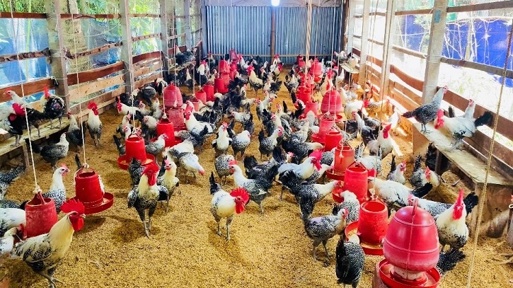 মুরগির খামারে মিললো ৫০ হাজার পিস ইয়াবা