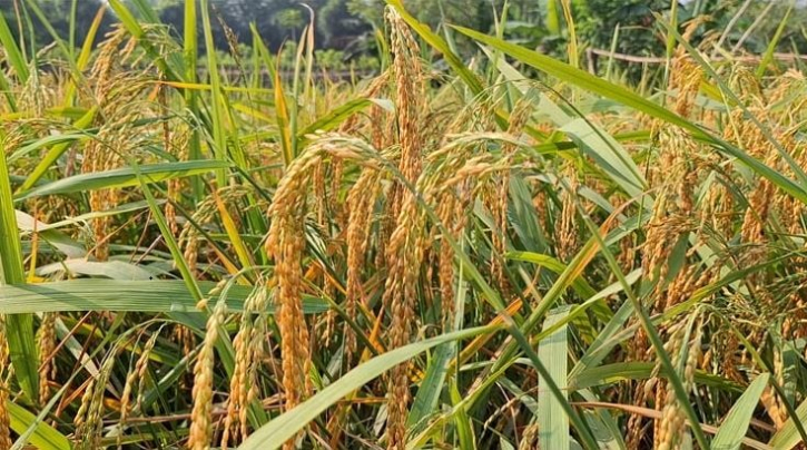 ঝিনাইদহে ভিটা জমিতে পাহাড়ি জুম ধান চাষে সফল কৃষক রহিম