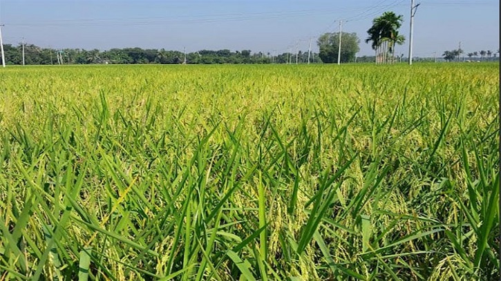 নাটোরে আমনের আবাদ লক্ষ্যমাত্রা ছাড়িয়েছে নাটোরে আমনের আবাদ লক্ষ্যমাত্রা ছাড়িয়েছে