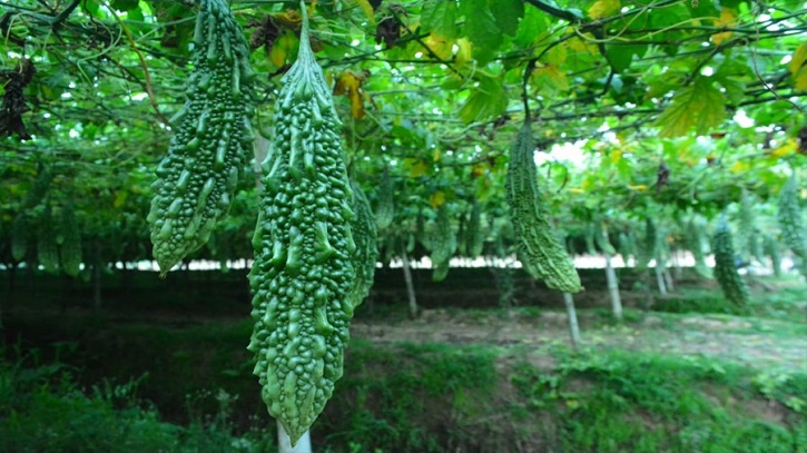 করলা চাষে লাভবান সালথা উপজেলার চাষীরা করলা চাষে লাভবান সালথা উপজেলার চাষীরা