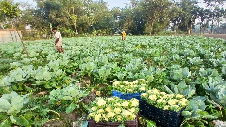 নীলফামারীতে আগাম ফুলকপি চাষে কৃষকের মুখে হাসি নীলফামারীতে আগাম ফুলকপি চাষে কৃষকের মুখে হাসি