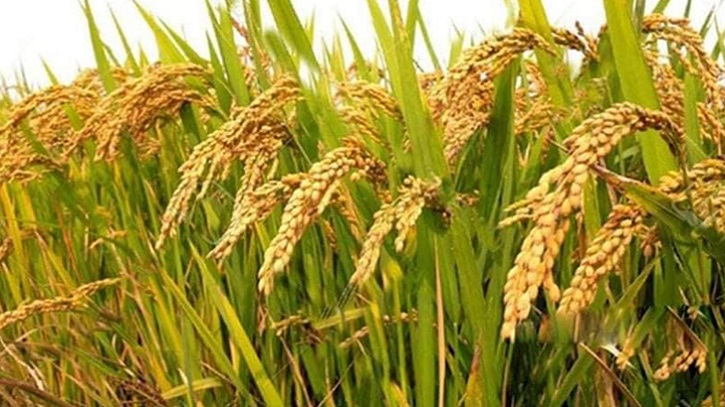 দেশের ধানি জমির ১০ শতাংশ ছাড়তে পরামর্শ কৃষিবিজ্ঞানীদের দেশের ধানি জমির ১০ শতাংশ ছাড়তে পরামর্শ কৃষিবিজ্ঞানীদের