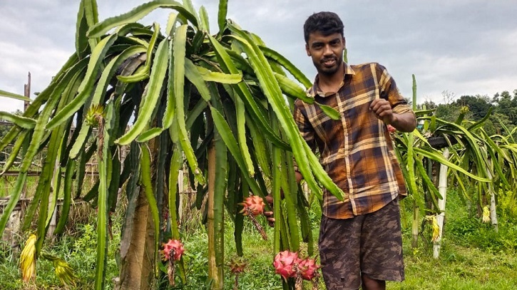 ড্রাগন ফল চাষে সফল রামগড়ের তরুণ উদ্যোক্তা