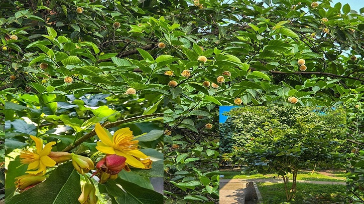 অসময়ে দেখা কনকচাঁপা, কদম ও কৃষ্ণচূড়ার অসময়ে দেখা কনকচাঁপা, কদম ও কৃষ্ণচূড়ার