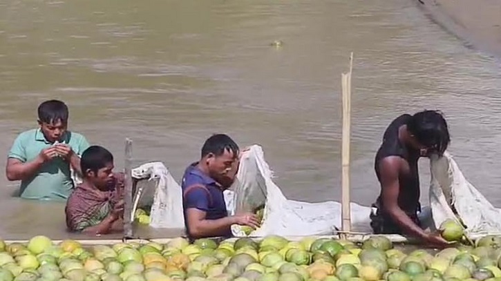 নদীর স্রোত ব্যবহার করে জাম্বুরার পরিবহণ ব্যয় কমাচ্ছেন পাহাড়ি কৃষক নদীর স্রোত ব্যবহার করে জাম্বুরার পরিবহণ ব্যয় কমাচ্ছেন পাহাড়ি কৃষক