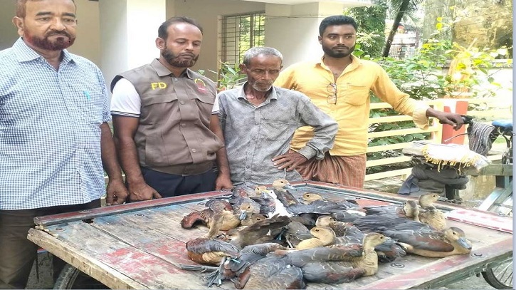 খাবারের সন্ধানে এসে প্রাণ হারাচ্ছে অতিথি পাখি খাবারের সন্ধানে এসে প্রাণ হারাচ্ছে অতিথি পাখি