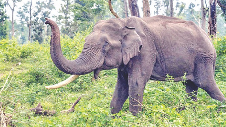 বিলুপ্তি ঠেকাতে লাঠিটিলায় প্রয়োজন পুরুষ হাতি বিলুপ্তি ঠেকাতে লাঠিটিলায় প্রয়োজন পুরুষ হাতি