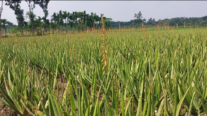 নাটোরের ঔষধি পল্লীতে শত কোটির ভেষজ উৎপাদন