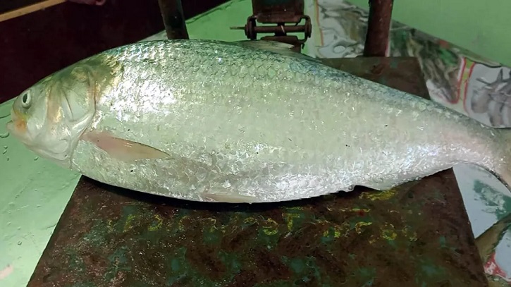 এক ইলিশের দাম প্রায় ৯ হাজার টাকা! এক ইলিশের দাম প্রায় ৯ হাজার টাকা!