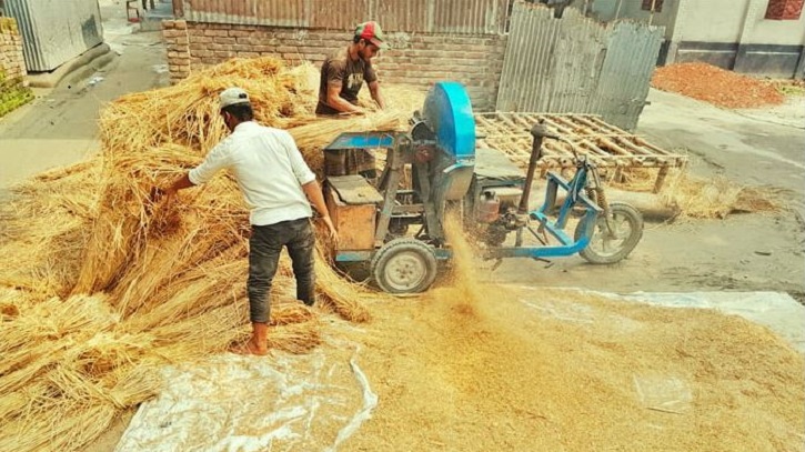 লালমনিরহাটে খড়ের দামে কৃষকরা খুশি, খামারিরা বিপাকে লালমনিরহাটে খড়ের দামে কৃষকরা খুশি, খামারিরা বিপাকে