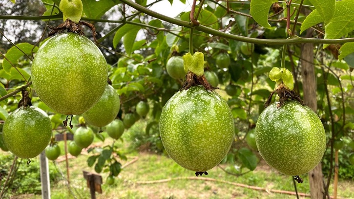 ইউটিউব দেখে ‘প্যাশন’ চাষ