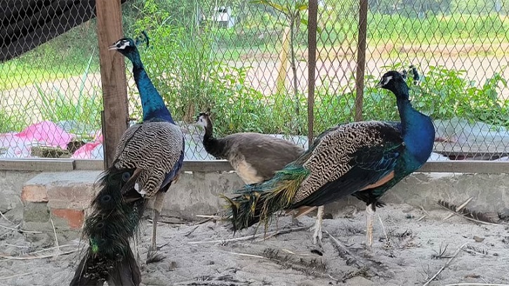 একজোড়া থেকে শাহ আলীর খামারে শতাধিক ময়ূর একজোড়া থেকে শাহ আলীর খামারে শতাধিক ময়ূর
