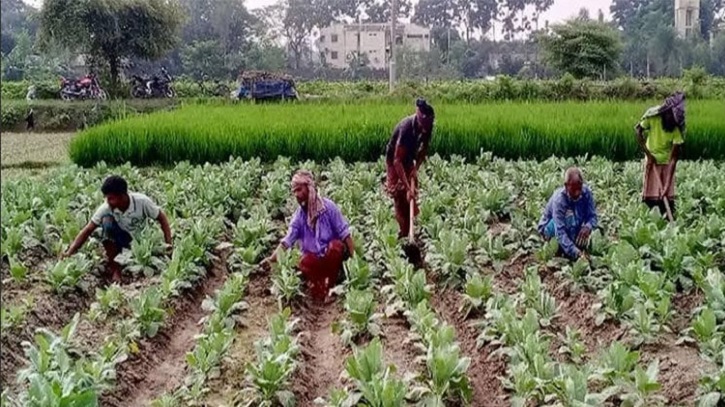 রংপুর অঞ্চলে ১১ লাখ টনের বেশি শীতকালীন সবজি উৎপাদনের লক্ষ্যমাত্রা রংপুর অঞ্চলে ১১ লাখ টনের বেশি শীতকালীন সবজি উৎপাদনের লক্ষ্যমাত্রা