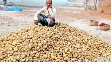 আলুর দামে ধস, ব্যাপক লোকসানের মুখে কৃষকরা