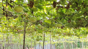 কম খরচে আনারকলি চাষ করে মিলবে লাখ টাকা মুনাফা    