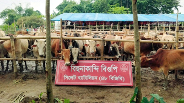 সিলেট সীমান্তে ভারতীয় গরু-মহিষের বড় চালান জব্দ
