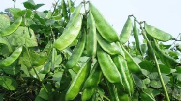 বাগেরহাটে শীতকালীন সবজি চাষে বিপুল সম্ভাবনা 