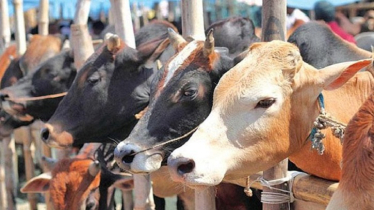 অ্যানথ্রাক্স আতঙ্কে কম দামে পশু বিক্রি, পুঁজি হারাচ্ছে খামারিরা