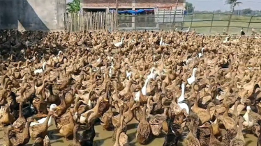 প্রথম বছরেই ছয় হাজার হাঁস পালন করে দেড় কোটি টাকা আয় মোনাজাত আলীর