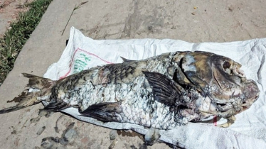 হালদা নদী থেকে ২০ কেজি ওজনের মৃত কাতলা মাছ উদ্ধার হালদা নদী থেকে ২০ কেজি ওজনের মৃত কাতলা মাছ উদ্ধার