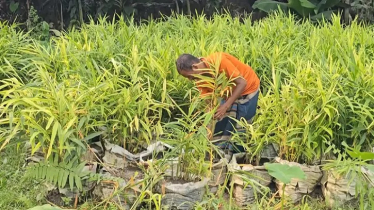 স্বল্প জমি ও খরচ কম হওয়ায় বস্তায় আদা চাষে উদ্যোক্তাদের সাফল্য স্বল্প জমি ও খরচ কম হওয়ায় বস্তায় আদা চাষে উদ্যোক্তাদের সাফল্য