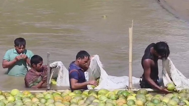 নদীর স্রোত ব্যবহার করে জাম্বুরার পরিবহণ ব্যয় কমাচ্ছেন পাহাড়ি কৃষক