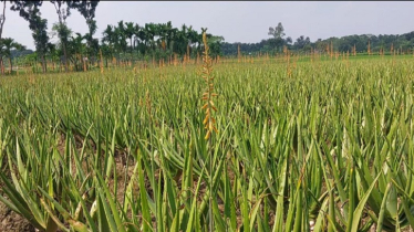 নাটোরের ঔষধি পল্লীতে শত কোটির ভেষজ উৎপাদন