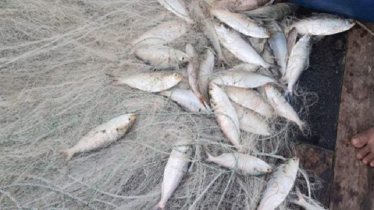 মা ইলিশ সংরক্ষায় ৩৮ জেলার ১৭৮ উপজেলায় অভিযান