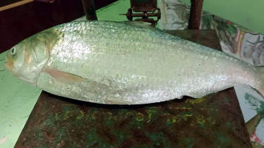 এক ইলিশের দাম প্রায় ৯ হাজার টাকা!