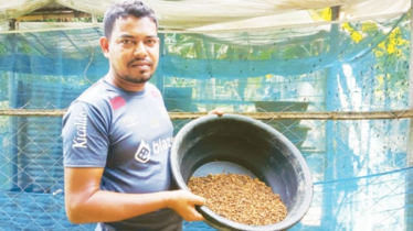 পোকা চাষ করে শিমুলের আয় মাসে ২ লাখ টাকা