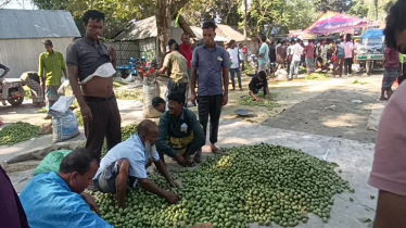কোটি টাকার কেনাবেচা হয় বাংলাদেশের বড় এই জলপাই হাটে কোটি টাকার কেনাবেচা হয় বাংলাদেশের বড় এই জলপাই হাটে