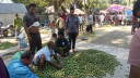 কোটি টাকার কেনাবেচা হয় বাংলাদেশের বড় এই জলপাই হাটে কোটি টাকার কেনাবেচা হয় বাংলাদেশের বড় এই জলপাই হাটে