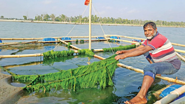 শৈবাল থেকে মজাদার মিষ্টি, পবিপ্রবি মাৎস্যবিজ্ঞান অনুষদের গবেষণা