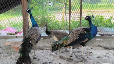একজোড়া থেকে শাহ আলীর খামারে শতাধিক ময়ূর