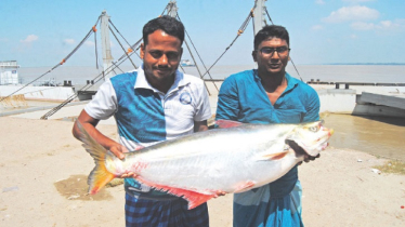 ১৪ কেজি ৫০০ গ্রাম ওজনের ঢাঁই মাছ, বিক্রি ৫৯ হাজার ৪৫০ টাকায়