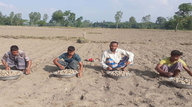 ভালো দামের আশায় আগাম জাতের আলু বীজ বপনে ব্যস্ত কৃষকেরা