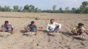 ভালো দামের আশায় আগাম জাতের আলু বীজ বপনে ব্যস্ত কৃষকেরা