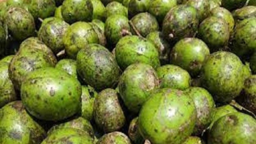 শতকোটি টাকার আমড়ায় দক্ষিণে নতুন অর্থনীতি, তৈরি হচ্ছে ‘সবুজ টাকার’ এক নতুন গল্প শতকোটি টাকার আমড়ায় দক্ষিণে নতুন অর্থনীতি, তৈরি হচ্ছে ‘সবুজ টাকার’ এক নতুন গল্প