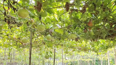 বিদেশি ফল ‘প্যাশন ফ্রুট’ চাষে সফল তরুণ কৃষি উদ্যোক্তা