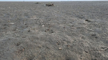 পানির জন্য হাহাকার, ১৯ হাজার বিঘায় বোরো আবাদ ঝুঁকিতে পানির জন্য হাহাকার, ১৯ হাজার বিঘায় বোরো আবাদ ঝুঁকিতে