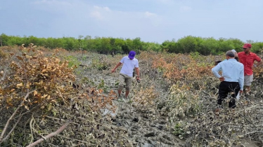 কক্সবাজারে সংরক্ষিত বনাঞ্চল ধ্বংসের ঘটনায় মামলা দায়ের কক্সবাজারে সংরক্ষিত বনাঞ্চল ধ্বংসের ঘটনায় মামলা দায়ের