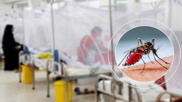 ডেঙ্গুতে আরও ৩ মৃত্যু, হাসপাতালে ভর্তি ৭০০