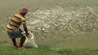 শীতকালে মাছের খাদ্য প্রয়োগ কৌশল, জেনে নিন